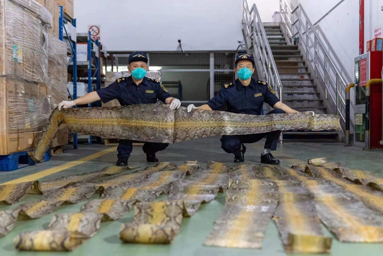 《震惊！居然查获3.5米长蟒蛇皮10张！》海运物流|国际物流|国际货代|广州货代|番禺货代|鸿德国际